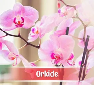 Bornova Çiçekçi Orkide Siparişi